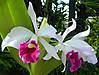 Cattleya_Exima_1.jpg