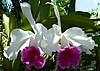 Laeliocattleya_Stonehouse_-4.JPG