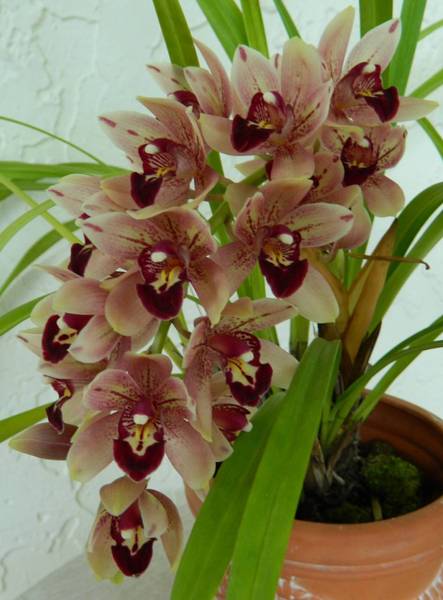 Cymbidium_Cherry_Kisses