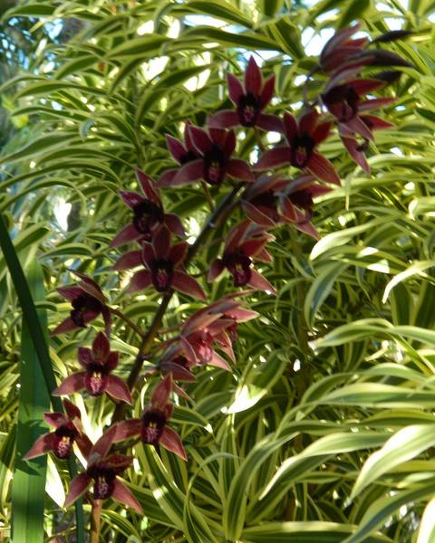 Cymbidium Joseph Schmidt