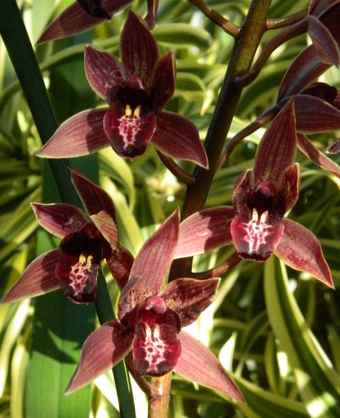 Cymbidium Joseph Schmidt