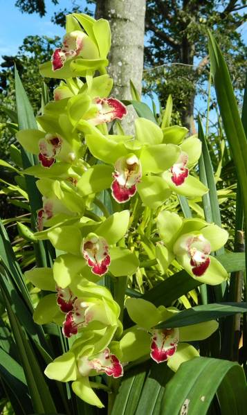 Cymbidium King Arthur