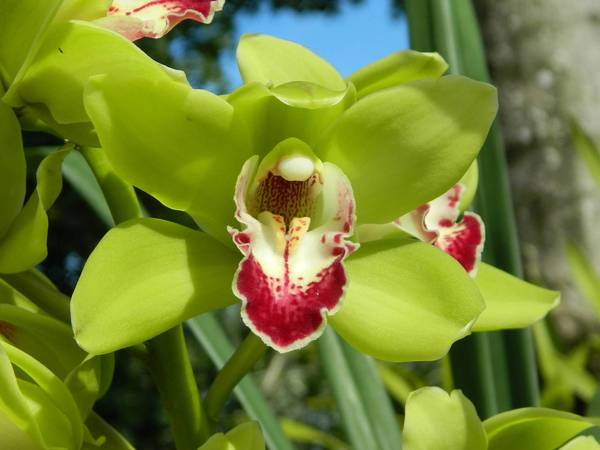 Cymbidium King Arthur