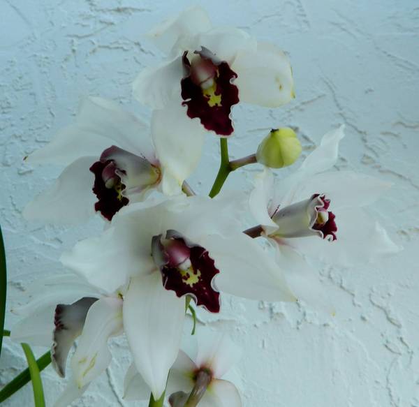 Cymbidium_Vanna_White_Mama