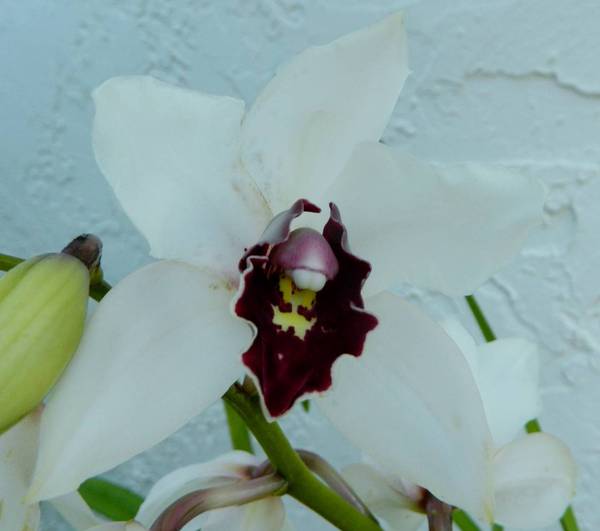 Cymbidium_Vanna_White_Mama