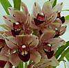 Cymbidium_Cherry_Kisses_21.JPG