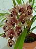 Cymbidium_Cherry_Kisses_3.JPG