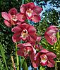 Cymbidium_Clarisse_Austin.JPG