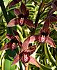 Cymbidium_Joseph_Schmidt_5.JPG