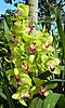 Cymbidium_Litle_Big_Horn_1.JPG