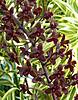 Cymbidium_Little_Black_Sambo_Ink_Spot_071.jpg