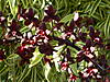 Cymbidium_Little_Black_Sambo_Ink_Spot_4.JPG