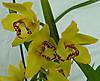 Cymbidium_Milton_Carpenter_Everglades_Gold_FCC_AOS.JPG