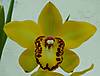 Cymbidium_Milton_Carpenter_Everglades_Gold_FCC_AOS_41.JPG