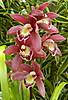 Cymbidium_Peter_Fire_Torch_2.JPG