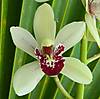 Cymbidium_Peter_Pan_Lawson_s_5_x_Dolly_Featherhill.JPG