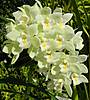 Cymbidium_Snowcourt_Sandy_4.JPG