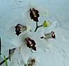 Cymbidium_Vanna_White_Mama_1.JPG