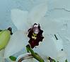 Cymbidium_Vanna_White_Mama_4.JPG