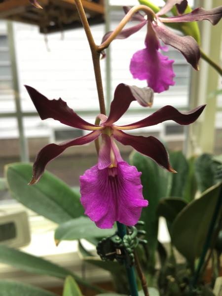 Encyclia cordigera 'Rosea'