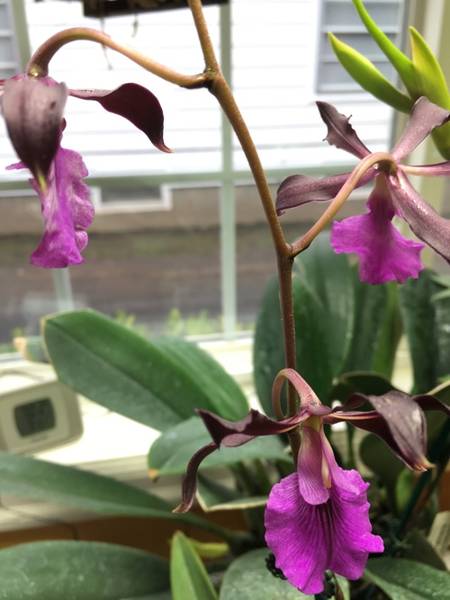 Encyclia cordigera 'Rosea'