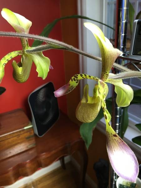 Paphiopedilum NOID