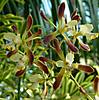 encyclia_alata_2.JPG