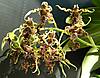 Dendrobium_spectabile_.JPG