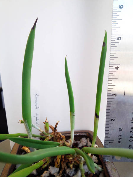 Brassavola possible disease black spots