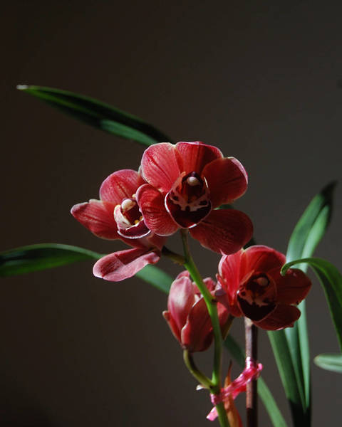 Cymbidium_-_Dark_Magenta_09