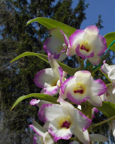 Dendrobium_Nobile_Pink