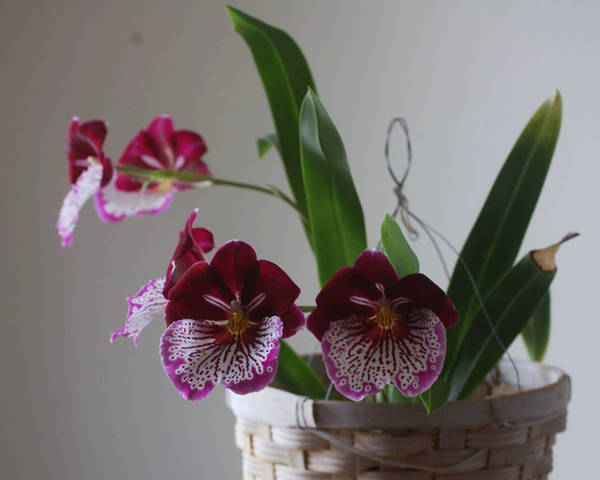 Miltoniopsis Breathless 'Florence'