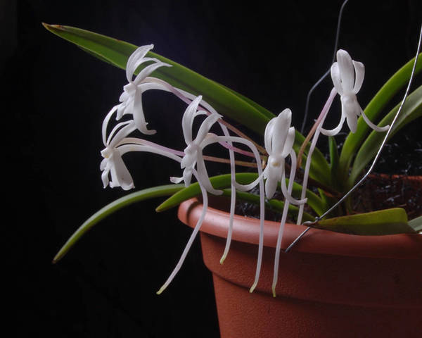 Neofinetia falcata (&amp;#39080;&amp;#34349;   &amp;#23500;&amp;#36020;&amp