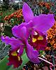 Cattleya_-_Congaree_Mendenhall_23.jpg