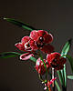 Cymbidium_-_Dark_Magenta_09.jpg