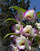 Dendrobium_Nobile_Pink.jpg