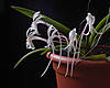 Neofinetia_falcata_002.jpg