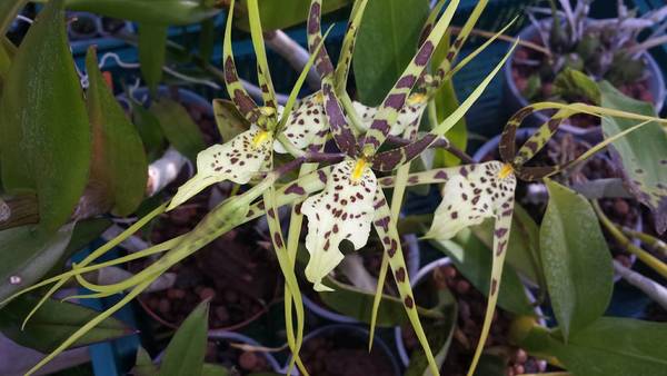 Brassia verrucosa x gireoudian