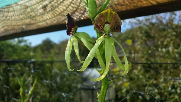 encyclia colchea