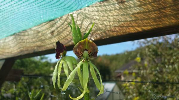 encyclia colchea