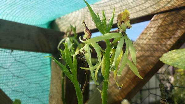 encyclia colchea