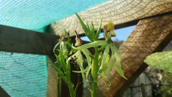 encyclia colchea