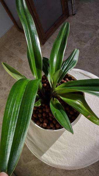 Paphiopedilum American Hybrid