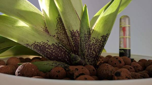 Paphiopedilum American Hybrid