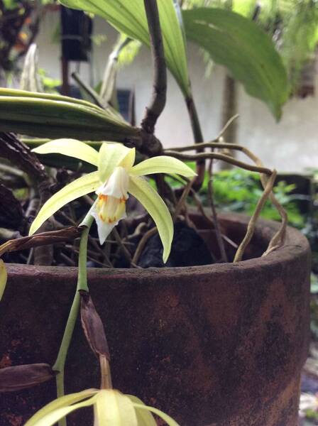 Coelogyne rochusennii