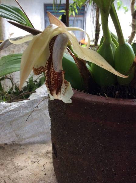 Coelogyne speciosa