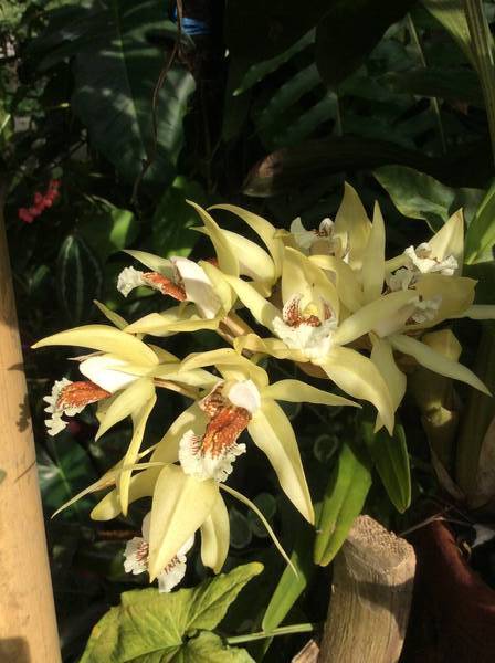 Coelogyne asperata