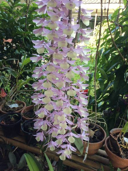 Dendrobium aphyllum