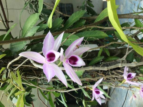 Dendrobium anosmum