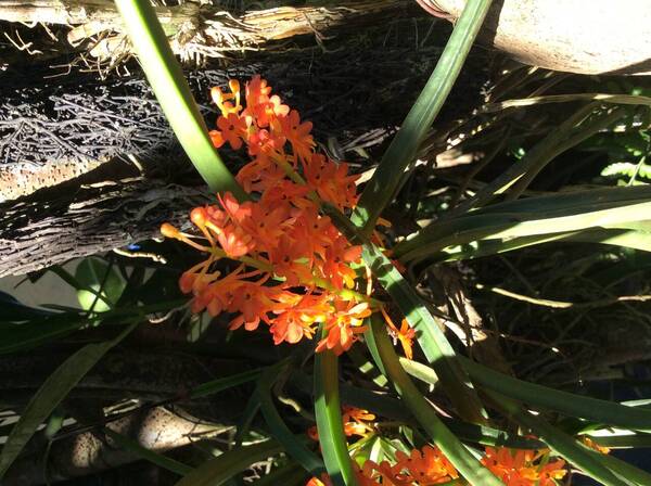 Ascocentrum miniatum